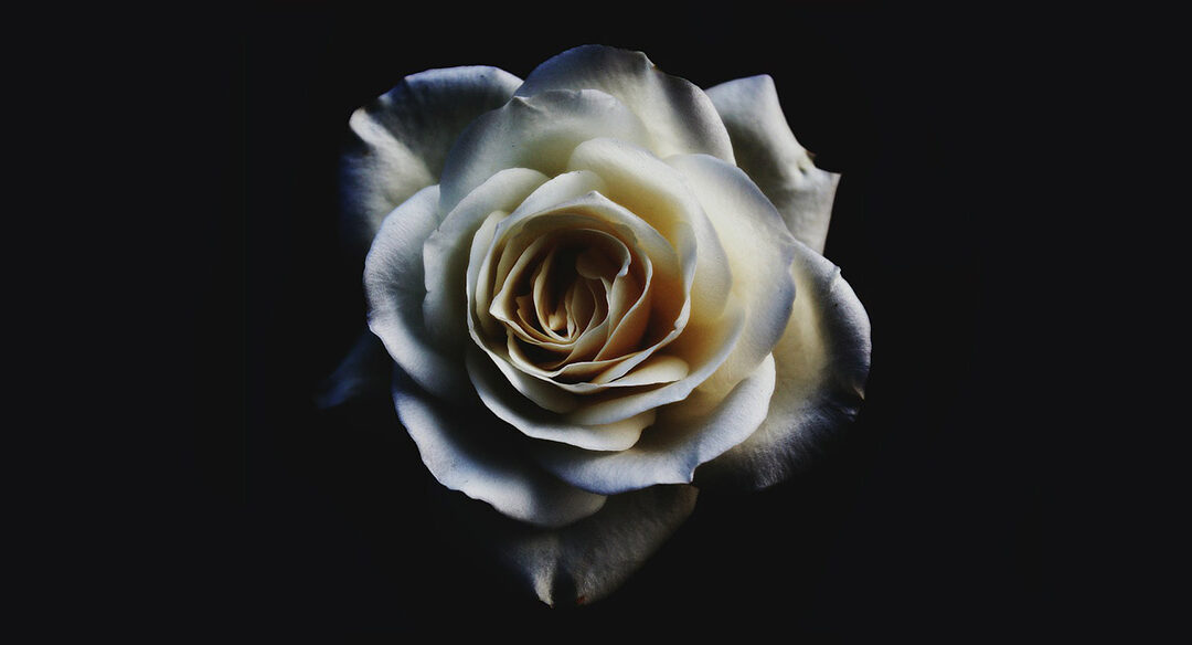 Kalmasiivous – kaikki mitä sinun on hyvä tietää siitä