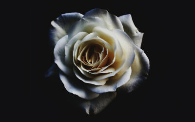 Kalmasiivous – kaikki mitä sinun on hyvä tietää siitä